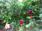 photo[1]